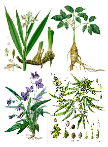 Illustration Phytothérapie